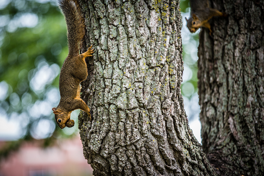 One of the many friendly squirrels waiting for you to join the Northwest family.