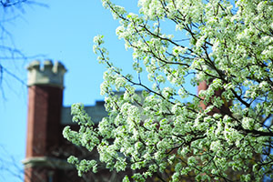 The Administration Building towers over a tree on the Northwest campus as it blooms in March.