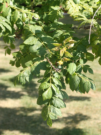 Leaf - Panicled Goldenraintree