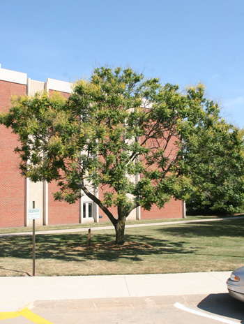 Summer - Panicled Goldenraintree