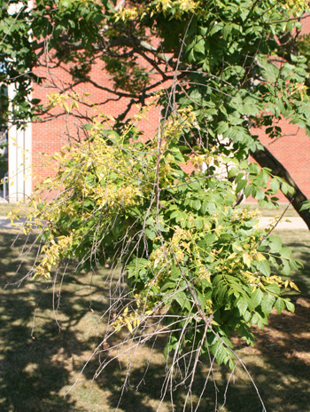 Flower - Panicled Goldenraintree