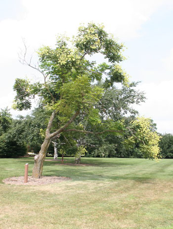 Summer '08 - Panicled Goldenraintree