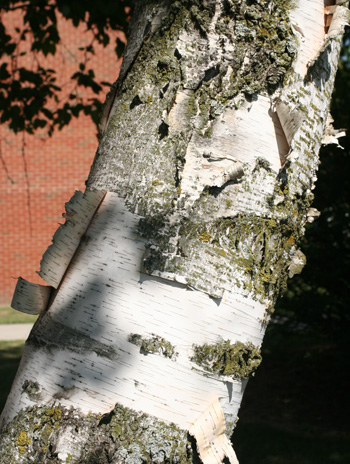 Bark - Paper Birch