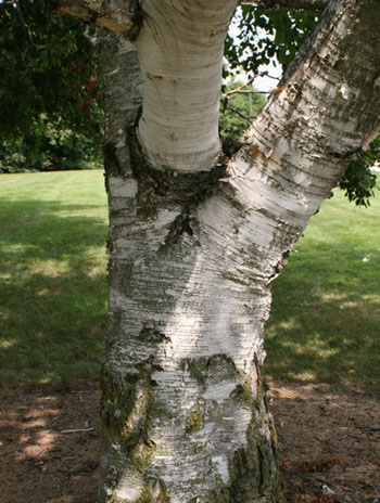Summer '08 Bark - Paper Birch
