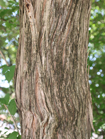 Bark - Autumn Olive