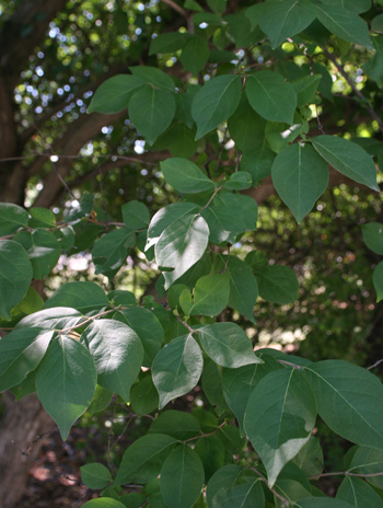 Leaf - Autumn Olive