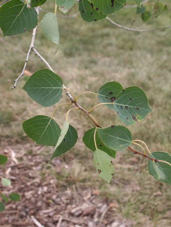 Summer '08 Leaf - Common Smoketree