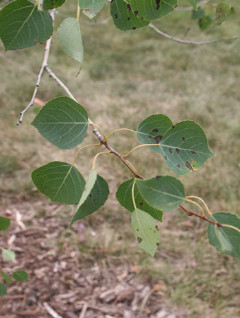 Summer '08 Leaf - Quaking Aspen