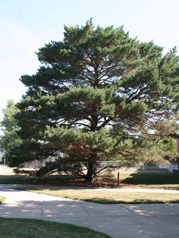 Summer - Scotch Pine