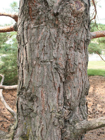 Summer '08 Bark - Scotch Pine