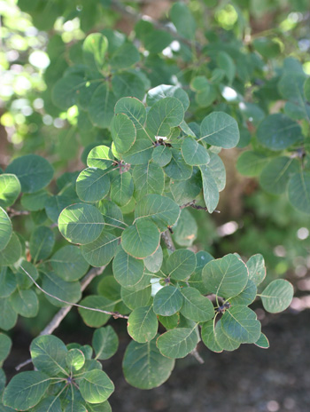 Leaf - Common Smoketree