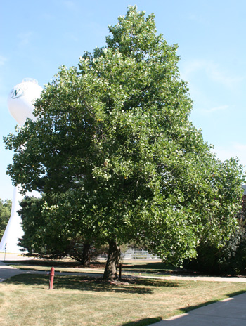 Summer - Yellow Poplar