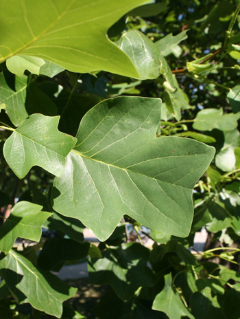 Leaf - Yellow Poplar
