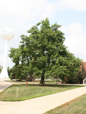 Summer '08 - Yellow Poplar