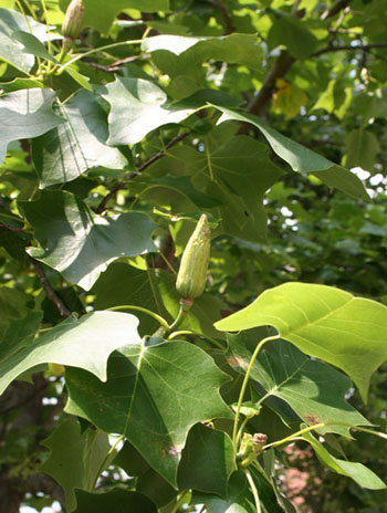 Summer '08 Fruit - Yellow Poplar