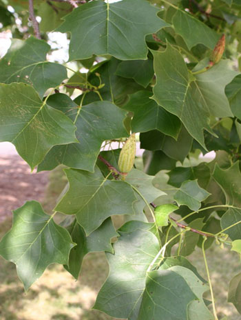 Summer '08 Leaf - Yellow Poplar