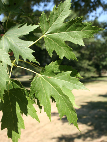 Leaf - Silver Maple