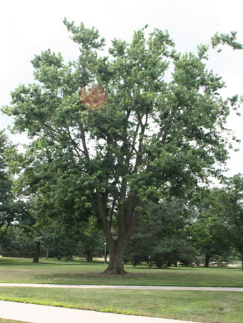 Summer '08 - Silver Maple