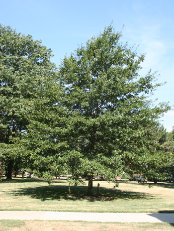  Summer - Shingle Oak