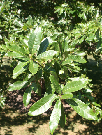 Leaf - Shingle Oak