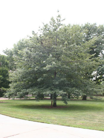 Summer '08 - Shingle Oak