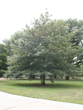 Summer '08 - Shingle Oak