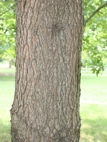 Summer '08 Bark - Shingle Oak