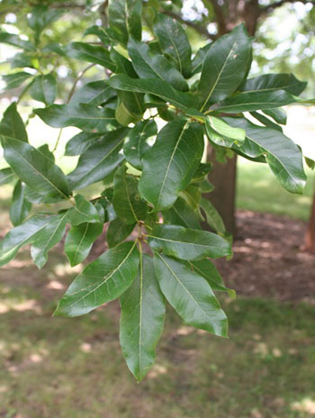 Summer '08 Leaf - Shingle Oak