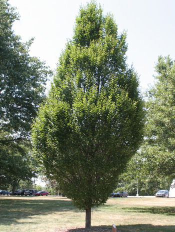 Summer - European Hornbeam