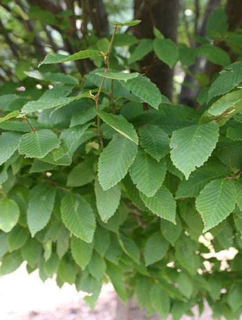 Summer '08 Leaf - European Hornbeam