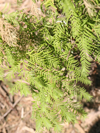 Leaf - Dawn Redwood