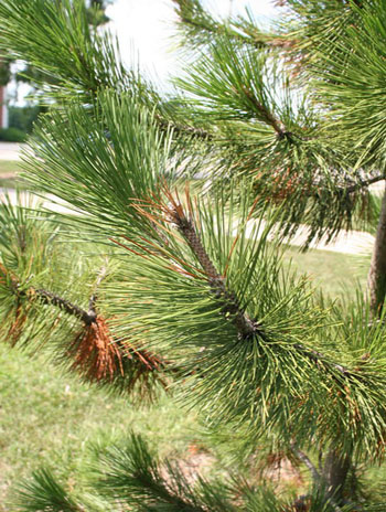 Summer '08 Leaf - Bosnian Pine