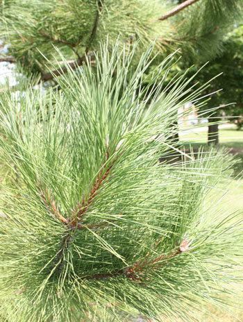 Summer '08 Leaf - Red Pine