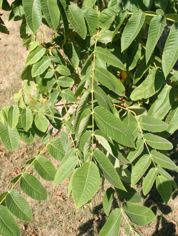 Leaf - Butternut