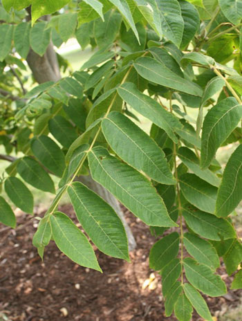 Summer '08 Leaf - Butternut