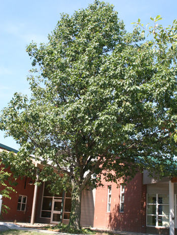 Summer - Shumard Oak