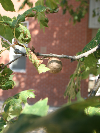 Fruit - Shumard Oak