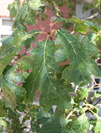 Leaf - Shumard Oak