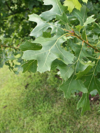 Summer '08 Leaf - Shumard Oak