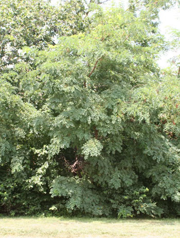 Summer '08 - Black Locust