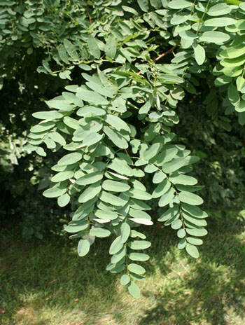 Summer '08 Leaf - Black Locust