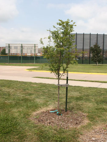 Summer '08 - Lacebark Elm