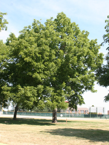 Summer - Black Walnut