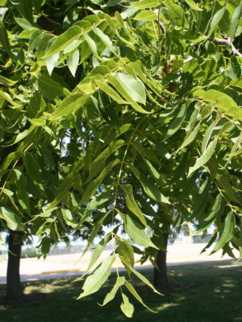 Leaf - Black Walnut