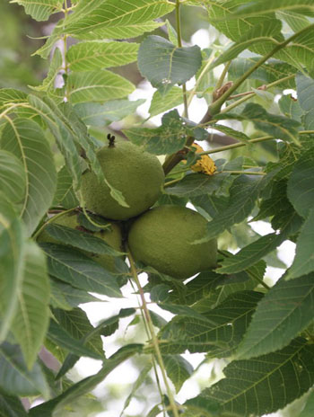 Summer '08 Fruit - Black Walnut