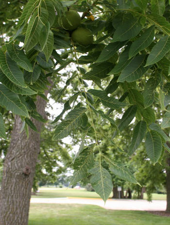 Summer '08 Leaf - Black Walnut