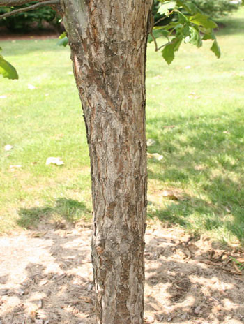 Summer '08 Bark - Swamp Chestnut Oak