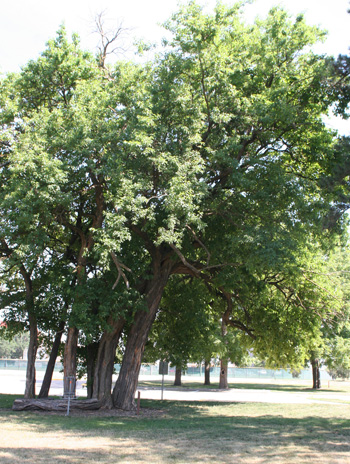 Summer - Osage Orange