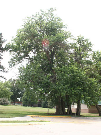 Summer '08 - Osage Orange