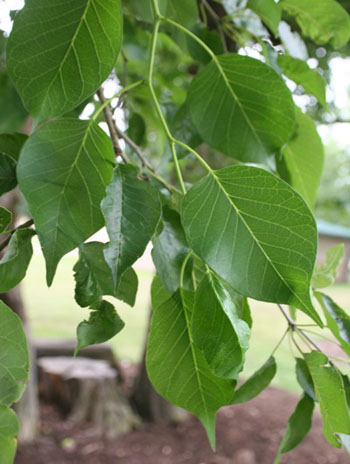 Summer '08 Leaf - Osage Orange